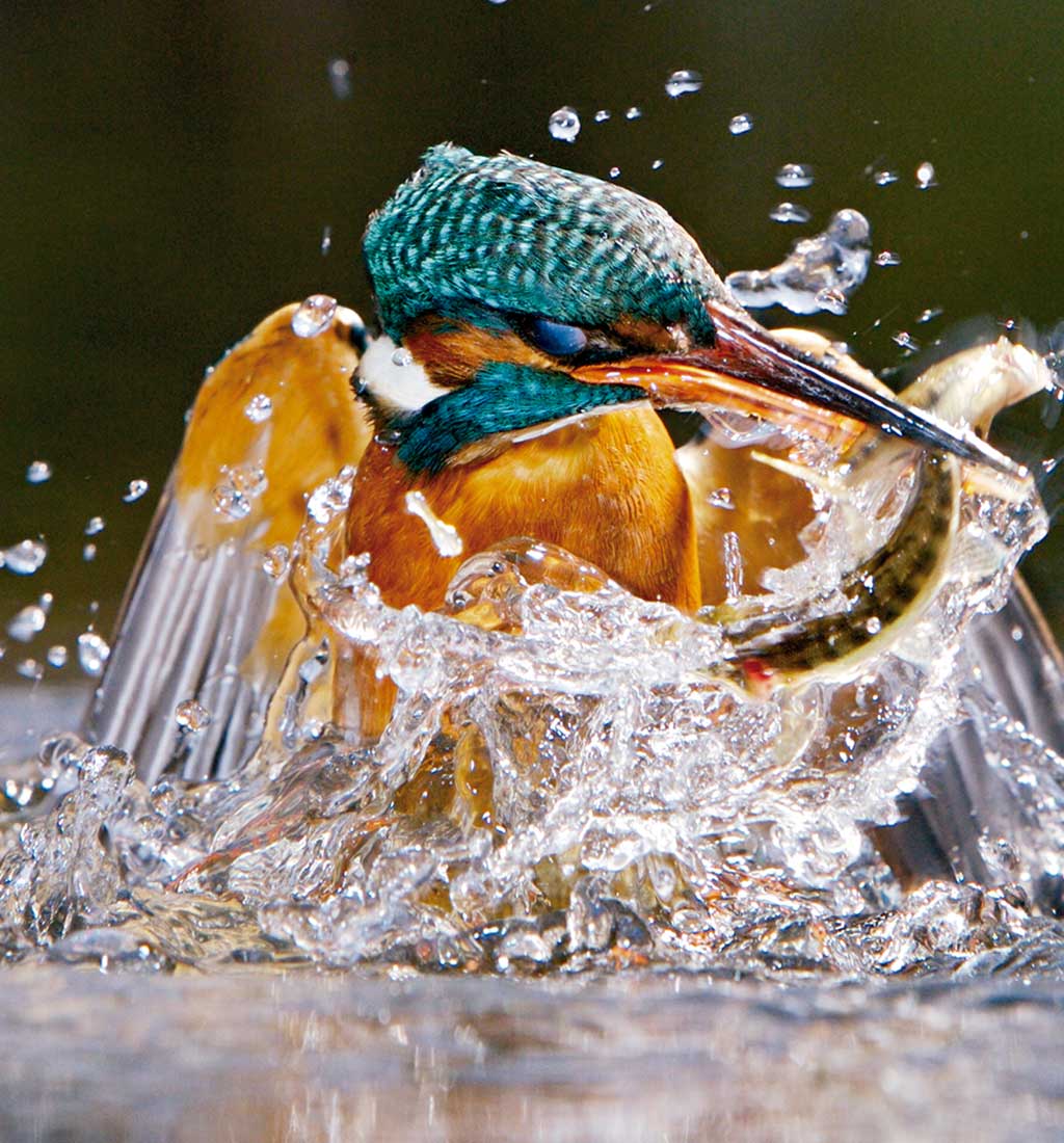 01AnimalesSorprendentesx2