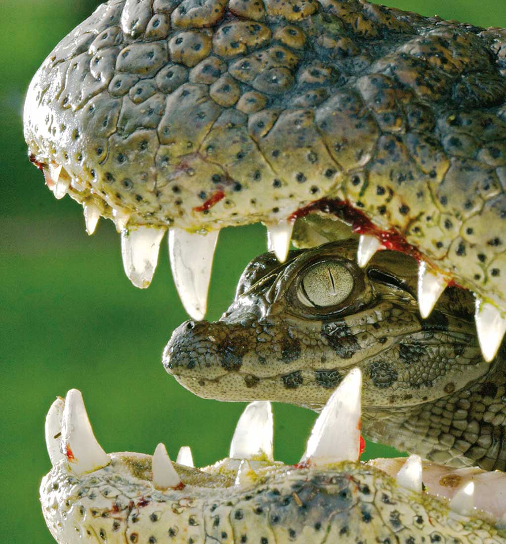 01AnimalesSorprendentesx2