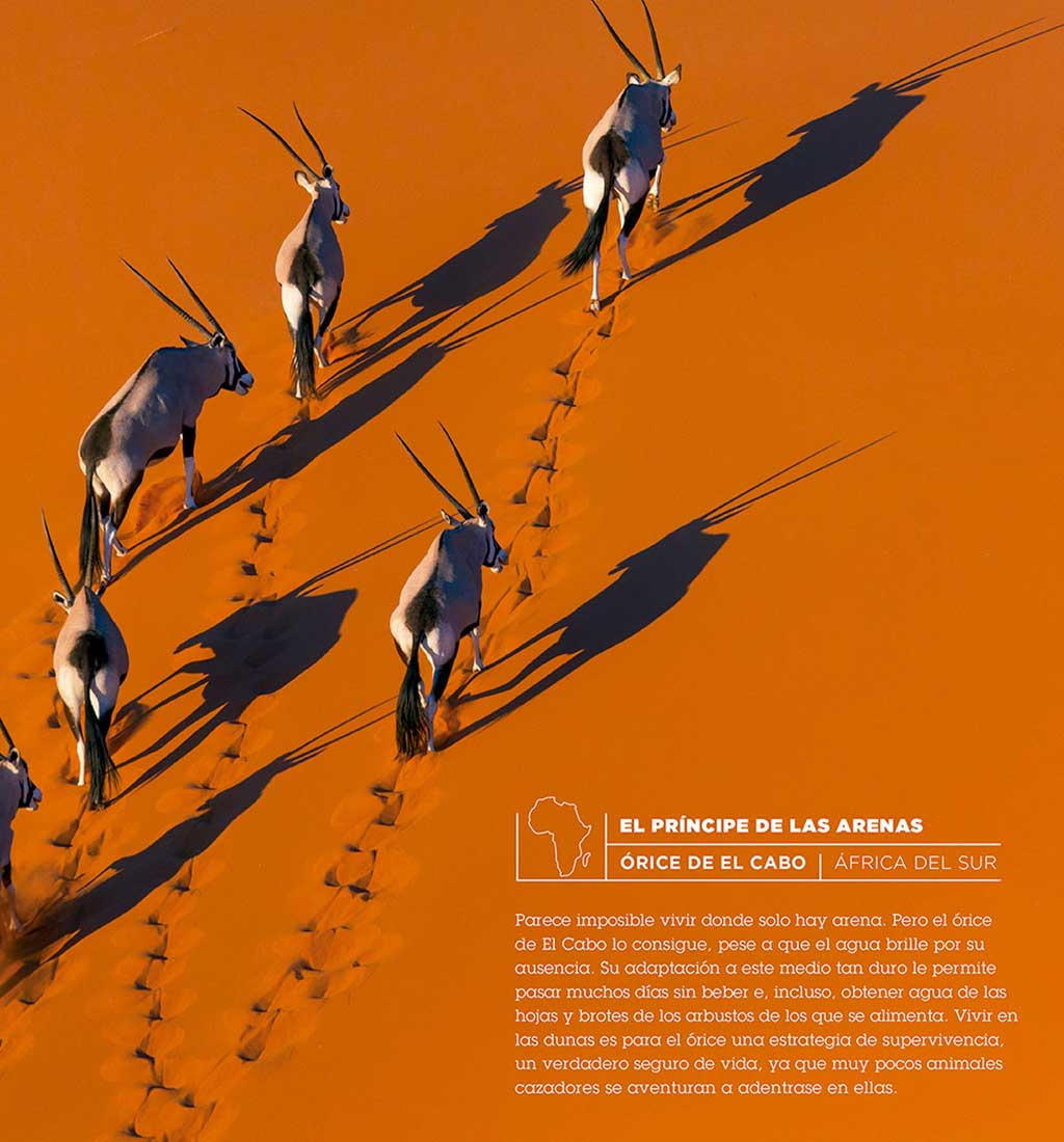 01AnimalesSorprendentesx2