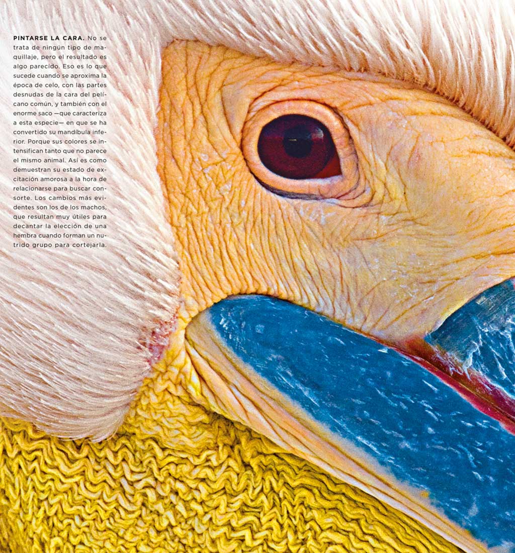 01AnimalesSorprendentesx2