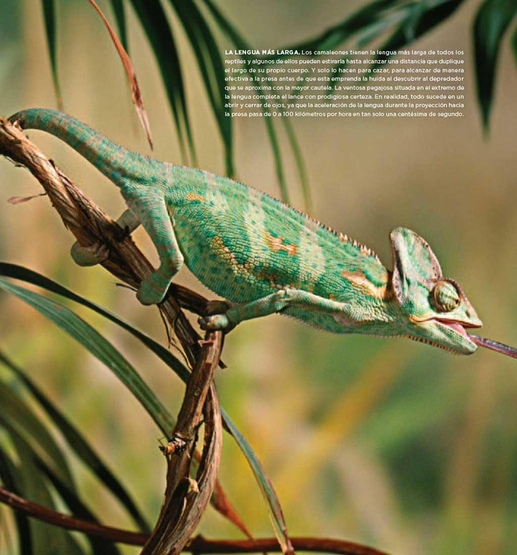 01AnimalesSorprendentesx2