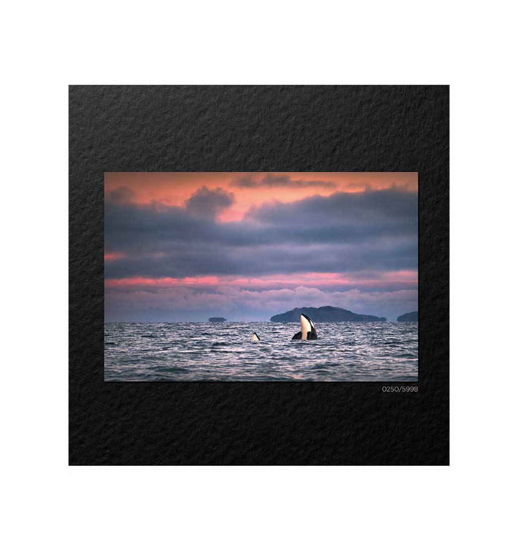 01AnimalesSorprendentesx2